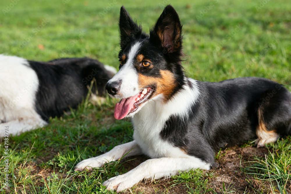 Dogs resting on green meadow in summer Dogs resting on green meadow in summer