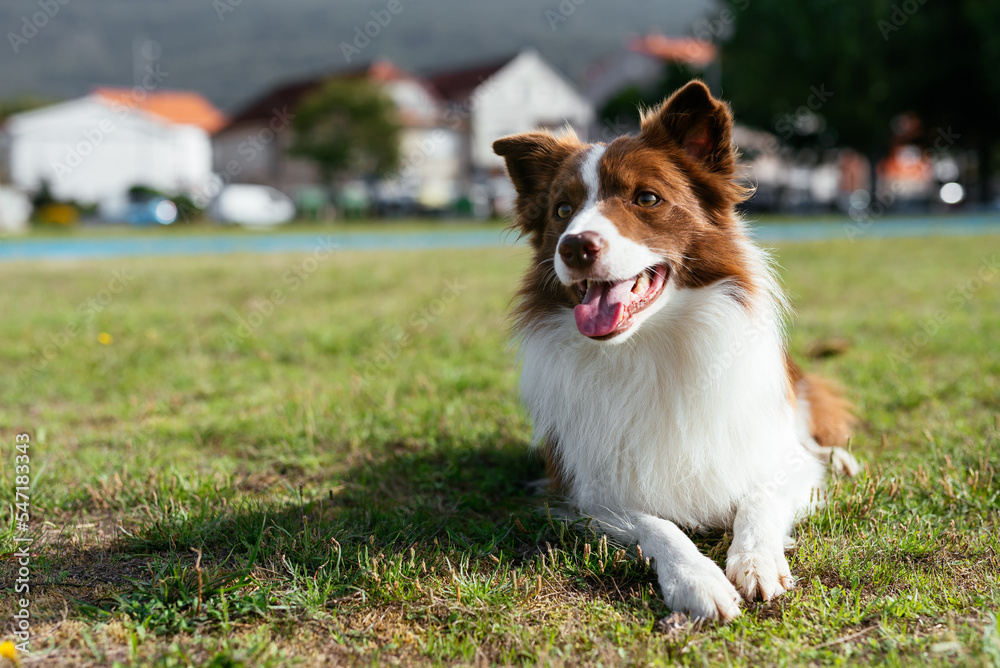 Cute Border Collie on green grass Cute Border Collie on green grass