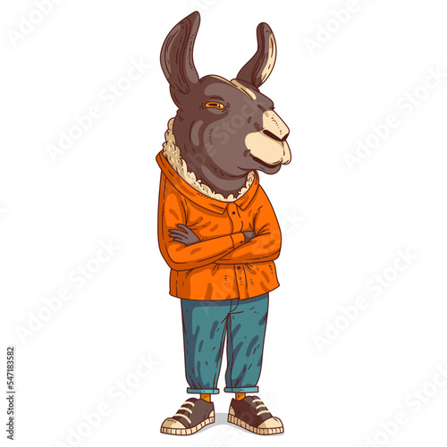 A Llama Person, isolated vector illustration. Cartoon picture of a casually dressed guy with his arms crossed. Drawn animal sticker. An anthropomorphic alpaca on white background. An animal character. © Kyyybic
