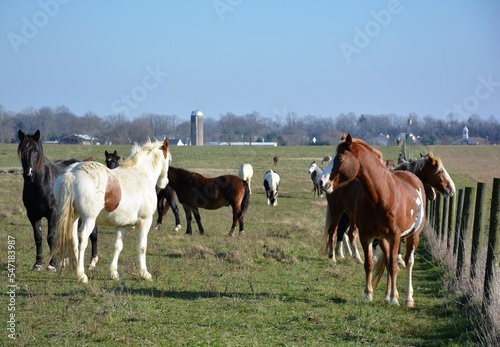 herd of horses in the field