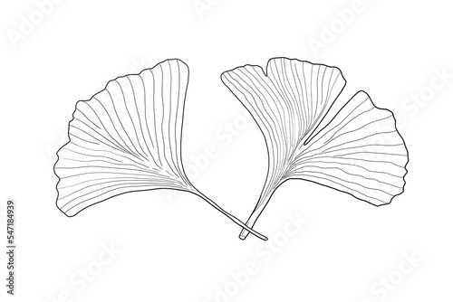 Ginkgo biloba isolated leaves