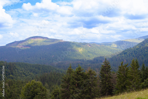 Pine and fir tree forest under a cloudy sky on a summer day in Apuseni Mountains, Padis,  Bihor County, Romania