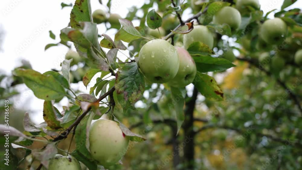 Many large ripe green apples hang on an apple tree in the garden Growing orchard Many large ripe green apples hang on an apple tree in the garden Growing orchard