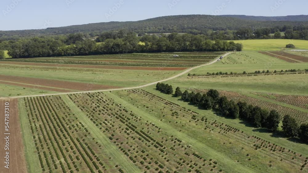 Aerial view of a nursery specializing in the cultivation of boxwood with workers hoeing weeds in Tennessee. Aerial view of a nursery specializing in the cultivation of boxwood with workers hoeing weeds in Tennessee.