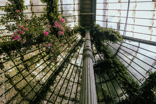 Glass orangery roof with vines photo
