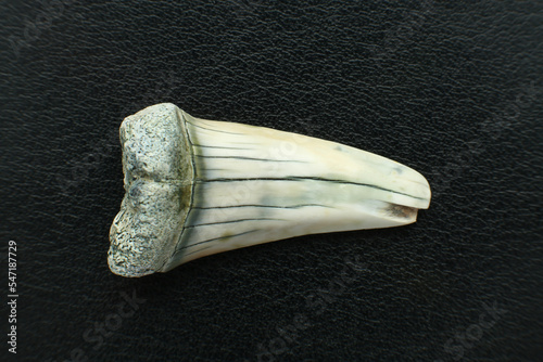 Close up of Otodus megalodon or mackerel shark tooth photo