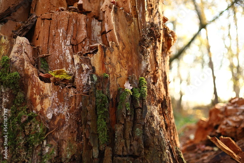 rotten tree in autumn photo