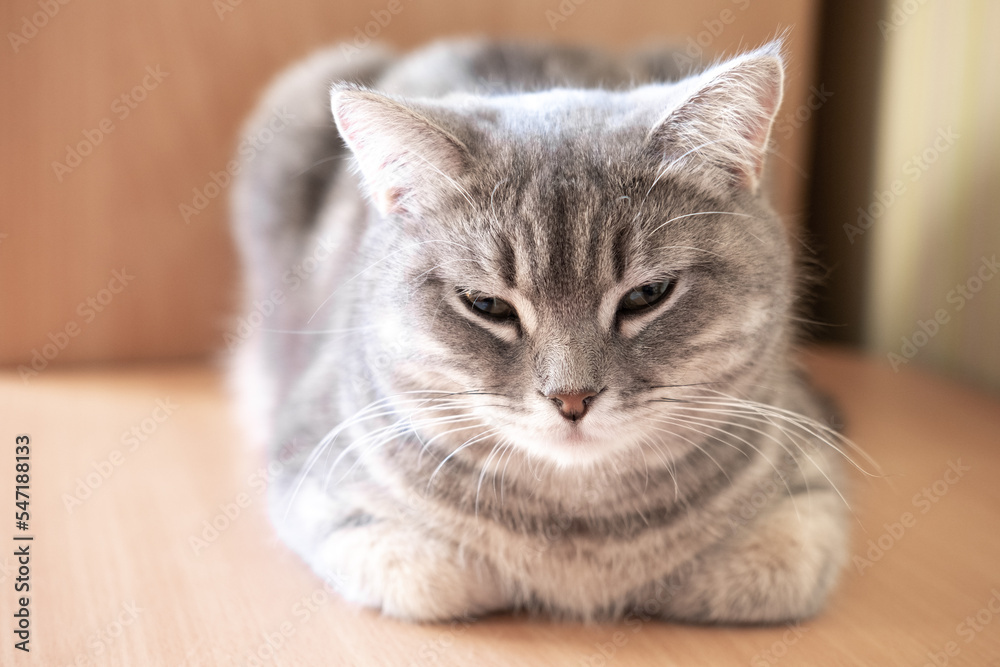 Sleeping gray fluffy tabby cat on the table, close-up, selective focus. Close-up of the muzzle of a beautiful gray cat.