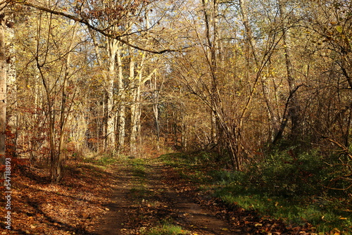 autumn in the forest