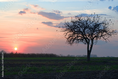 alone tree