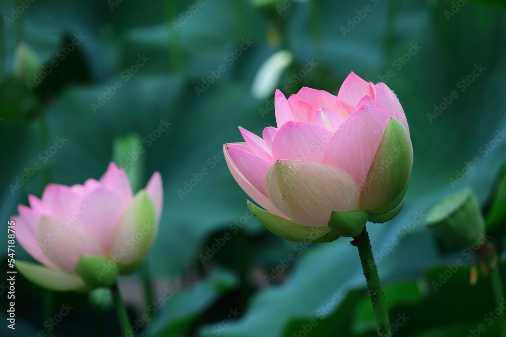 Obraz premium 神聖な花