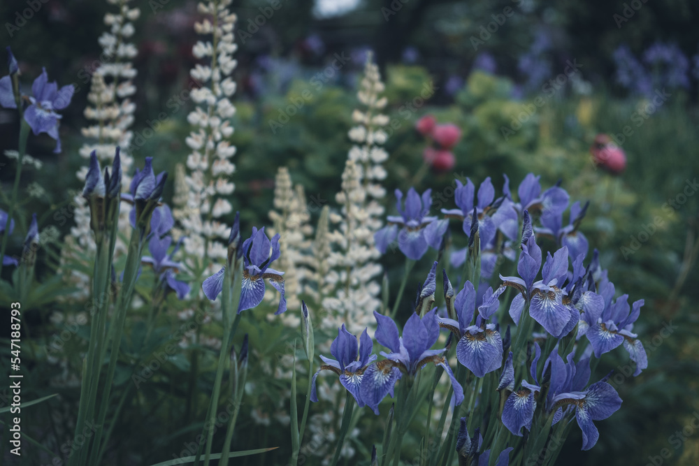Obraz premium lupines blue iris white growing together in garden