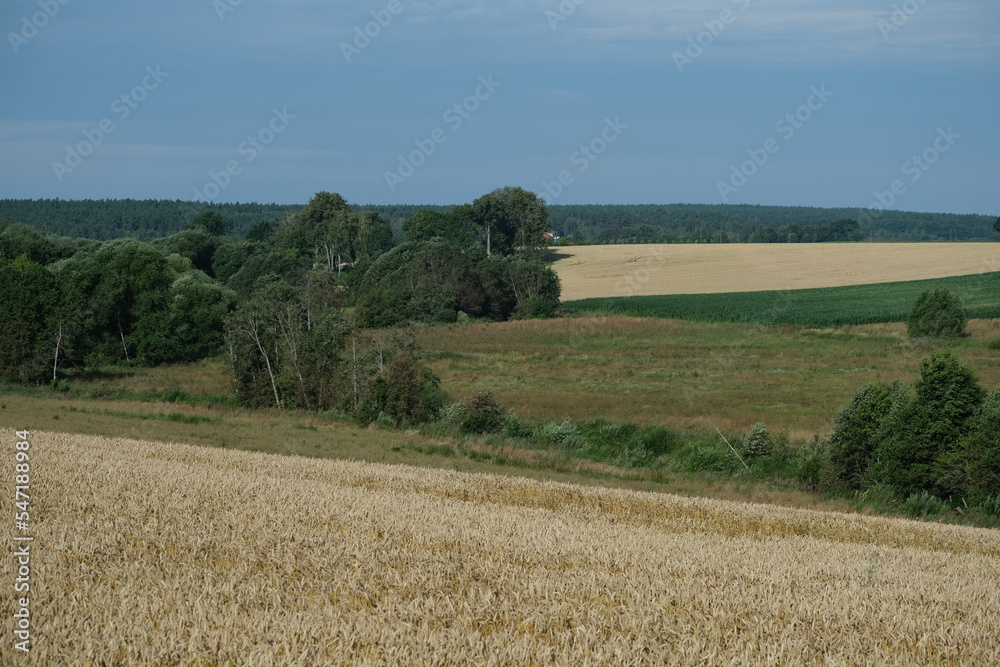 ripe wheat field near forest in Latvia