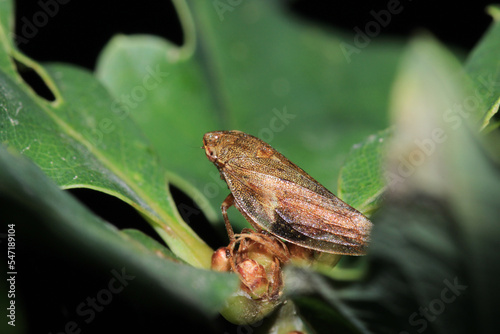 Photography glassy winged sharpshooter insect macro photography