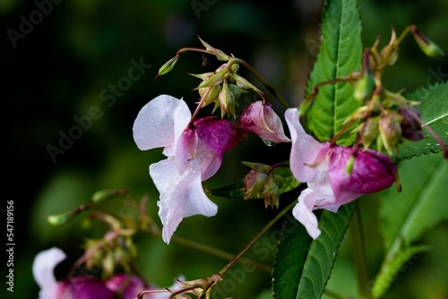 Closeup of Himalayan balsam flowers in a forest photo