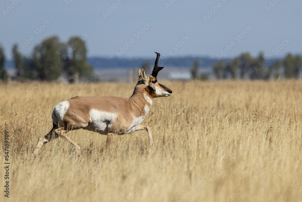 Fototapeta premium Pronghorn Antelope Buck in Autumn in Wyoming