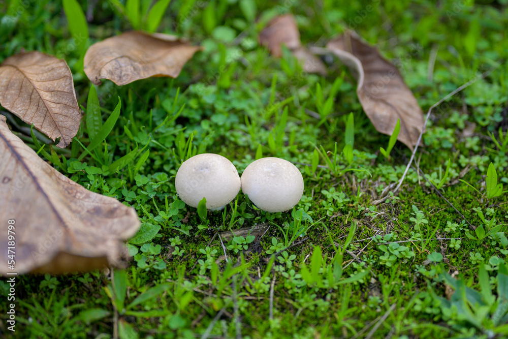 Two mushrooms standing alone in the grass Two mushrooms standing alone in the grass