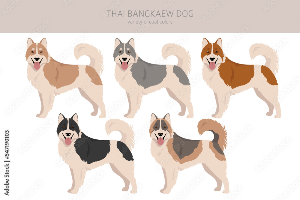 Thai Bangkaew dog clipart. All coat colors set.  All dog breeds characteristics infographic