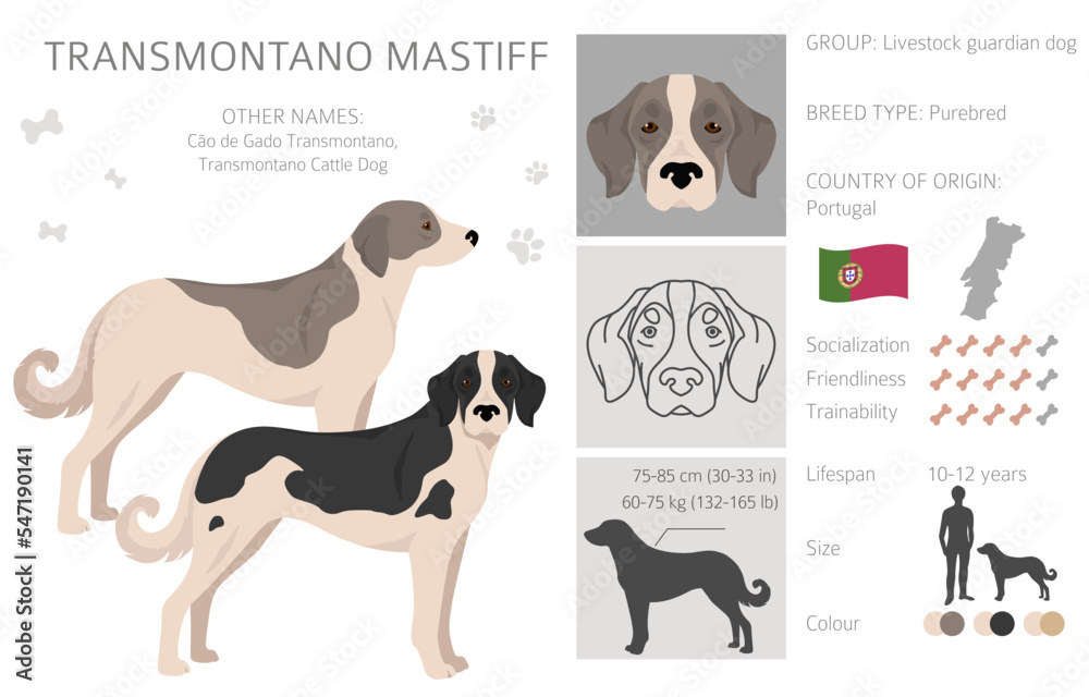 Transmontano Mastiff clipart. All coat colors set.  All dog breeds characteristics infographic