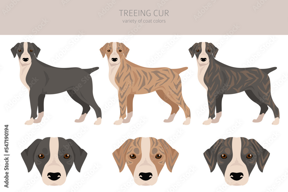 Treeing Cur clipart. All coat colors set.  All dog breeds characteristics infographic