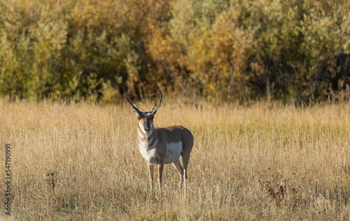 Pronghorn Antelope Buck in Autumn in Wyoming