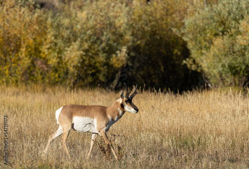 Pronghorn Antelope Buck in Autumn in Wyoming