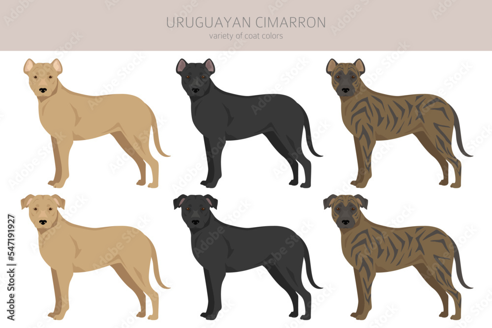 Uruguayan Cimarron clipart. All coat colors set.  All dog breeds characteristics infographic