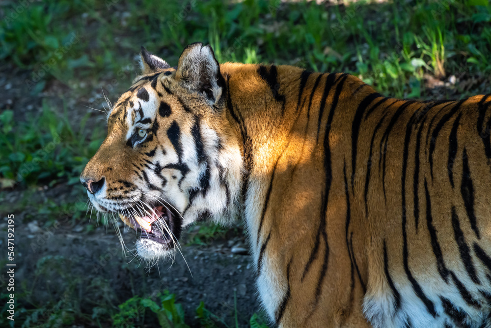 The Siberian tiger,Panthera tigris altaica in a park The Siberian tiger,Panthera tigris altaica in a park