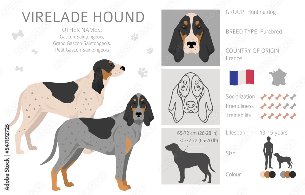 Virelade Hound clipart. All coat colors set.  All dog breeds characteristics infographic