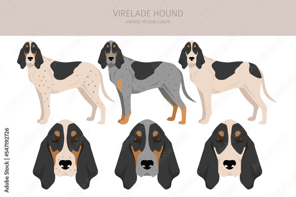 Virelade Hound clipart. All coat colors set.  All dog breeds characteristics infographic
