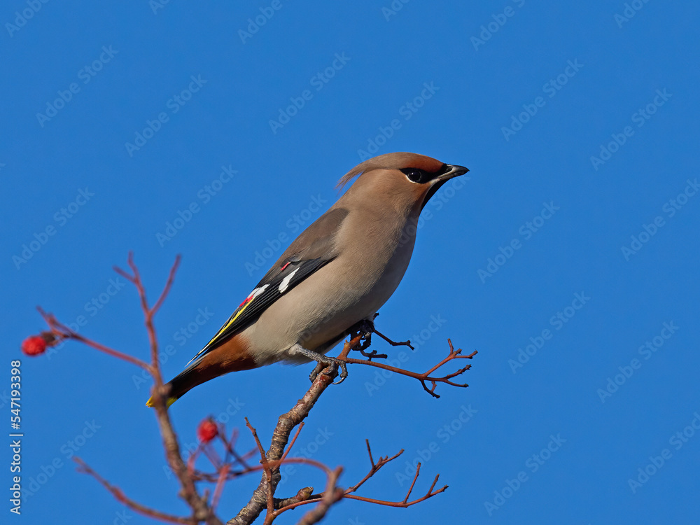 Obraz premium Bohemian waxwing (Bombycilla garrulus)