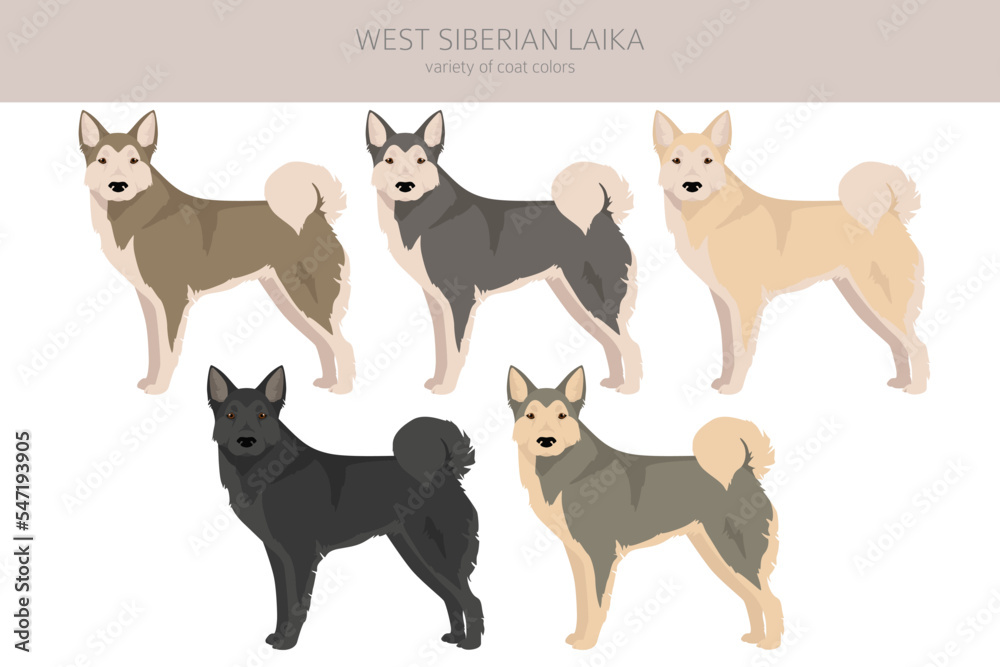 West Siberian Laika clipart. All coat colors set.  All dog breeds characteristics infographic