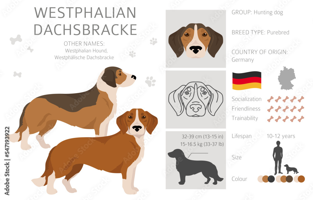 Westphalian dachsbracke clipart. All coat colors set.  All dog breeds characteristics infographic