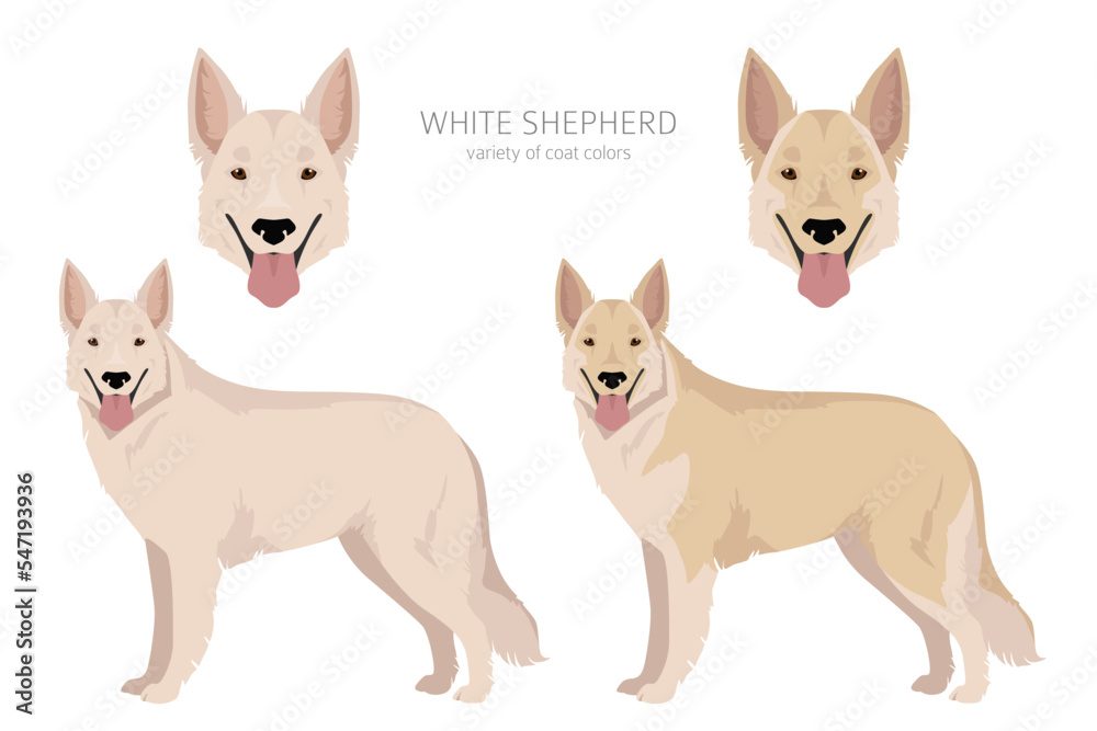 White Shepherd clipart. All coat colors set.  All dog breeds characteristics infographic