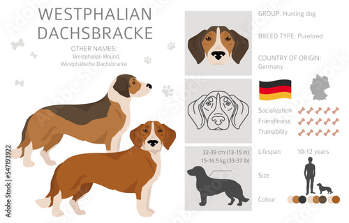 Westphalian dachsbracke clipart. All coat colors set.  All dog breeds characteristics infographic