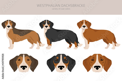Westphalian dachsbracke clipart. All coat colors set. All dog breeds characteristics infographic