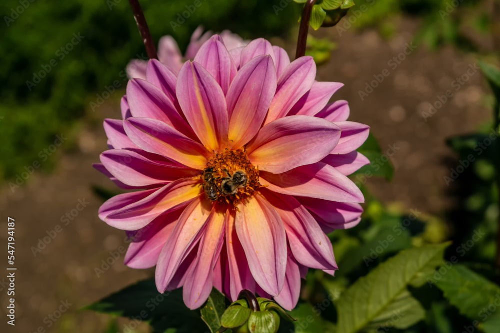 Obraz premium Lilac color dahlia flower with bees