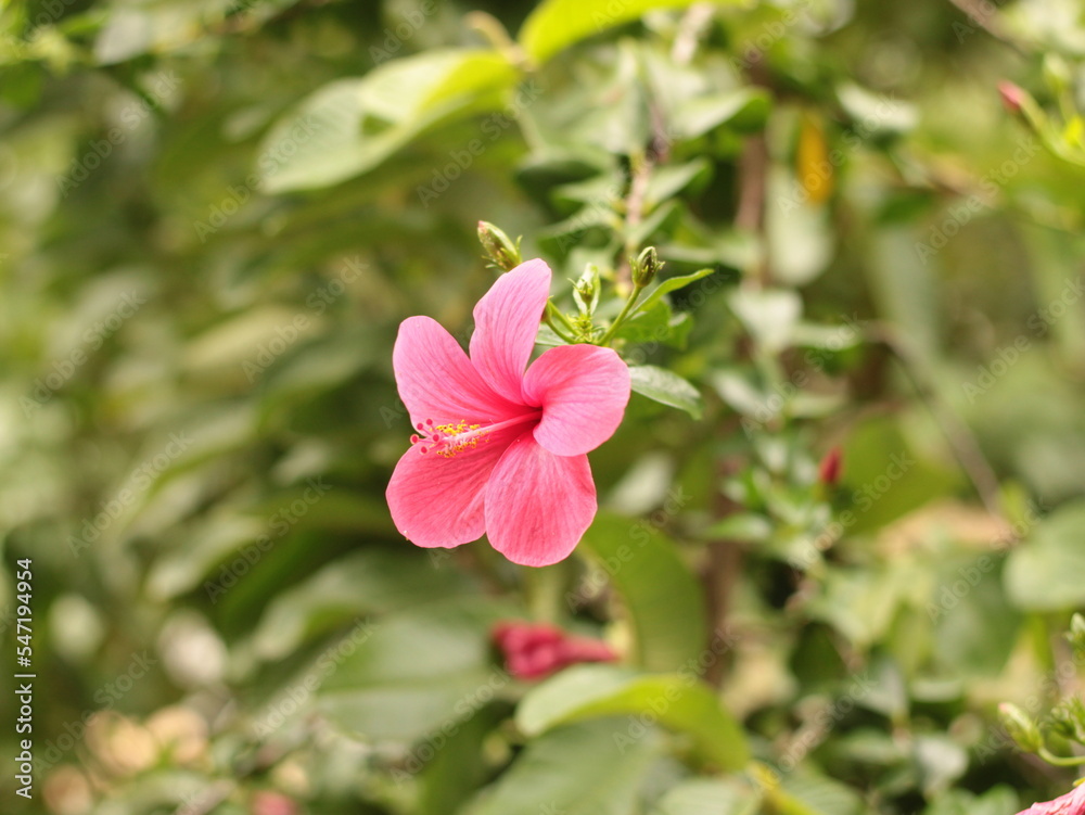 Obraz premium Hibiscus flower 