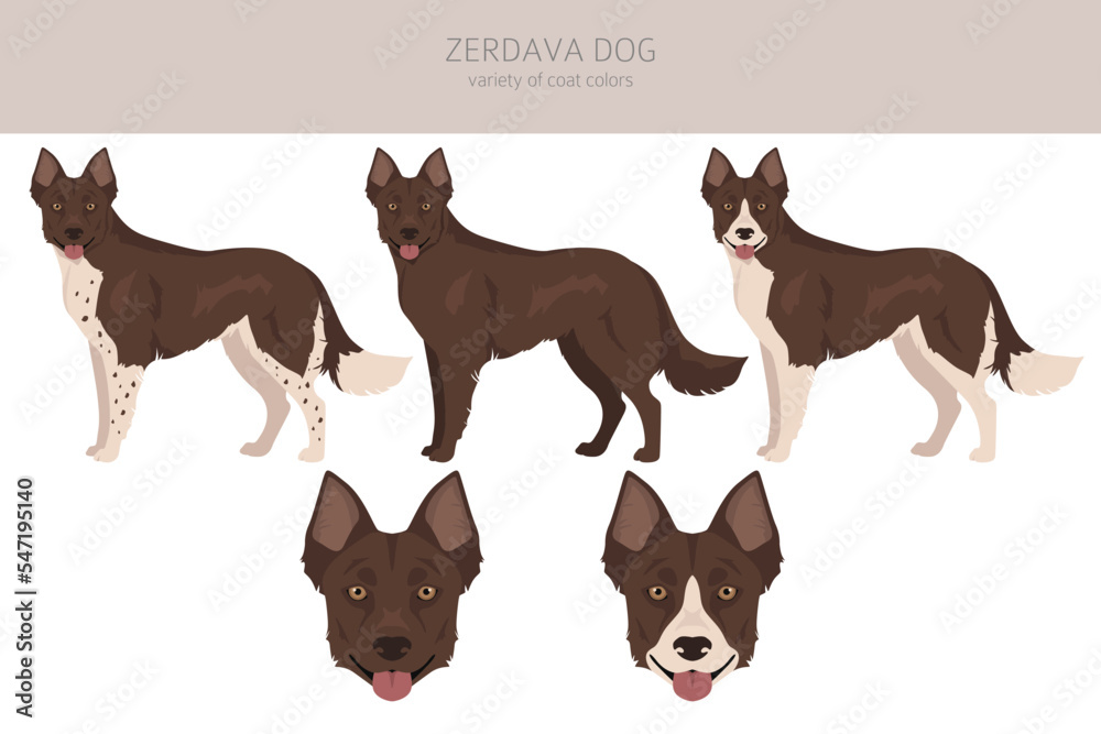 Zerdava dog clipart. All coat colors set.  All dog breeds characteristics infographic