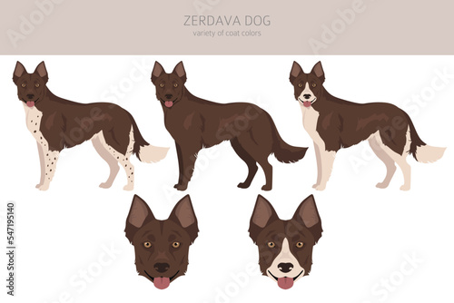Zerdava dog clipart. All coat colors set.  All dog breeds characteristics infographic photo