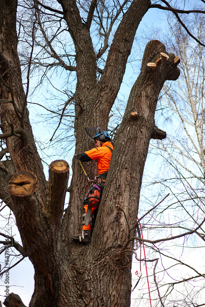 Tools and equipment. Tree Surgeon. Removal of the emergency Oak tree. Tools and equipment. Tree Surgeon. Removal of the emergency Oak tree.