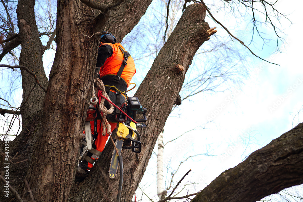 Tools and equipment. Tree Surgeon. Removal of the emergency Oak tree. Tools and equipment. Tree Surgeon. Removal of the emergency Oak tree.