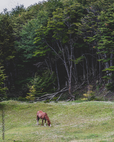 Caballo en la pradera con árboles 