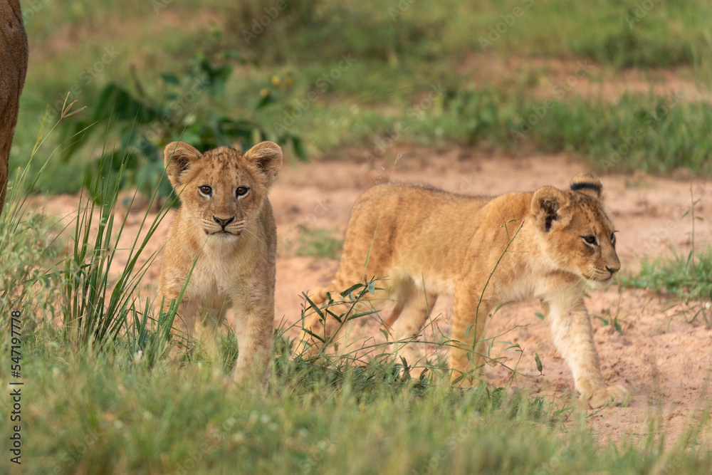Lion in the Murchison Falls National park. Panthera leo lays in the grass. Safari in Uganda. Lion in the Murchison Falls National park. Panthera leo lays in the grass. Safari in Uganda.