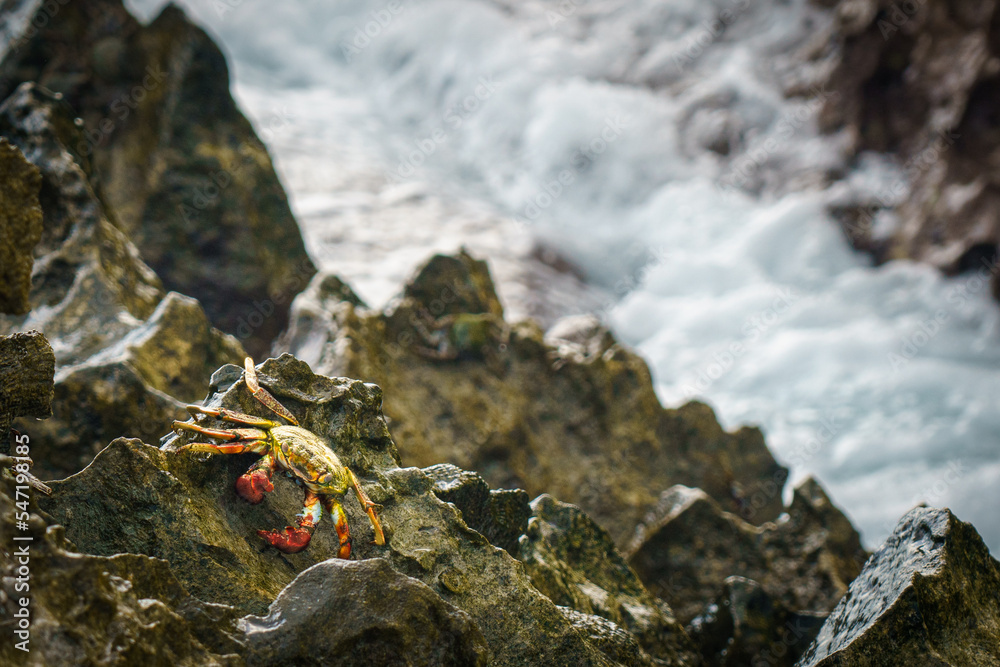 Cangrejo de color entre las rocas y el mar