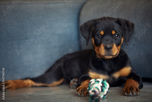 Puppy rottweiller doglying down looking me