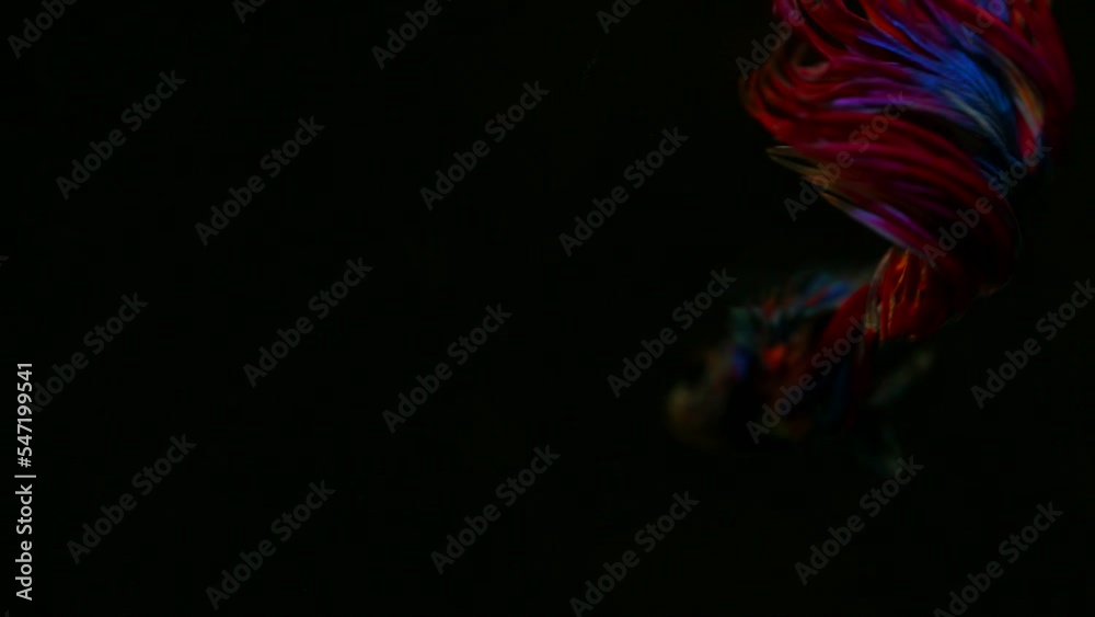 The colorful Siamese Elephant Ear Fighting Fish Betta Splendens, also known as Thai Fighting Fish or betta, a popular aquarium fish in super slow motion on isolated black background The colorful Siamese Elephant Ear Fighting Fish Betta Splendens, also known as Thai Fighting Fish or betta, a popular aquarium fish in super slow motion on isolated black background