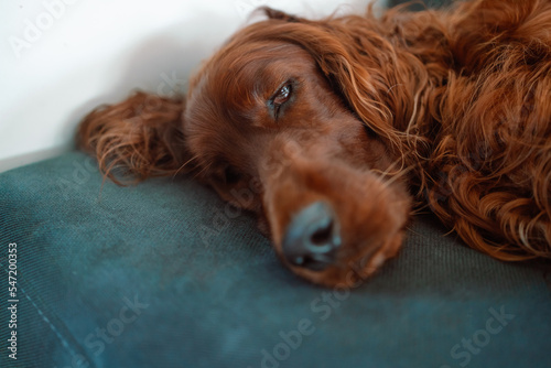 Wallpaper Mural Irish Setter dog tired sleeps on a cozy sofa, couch, blanket