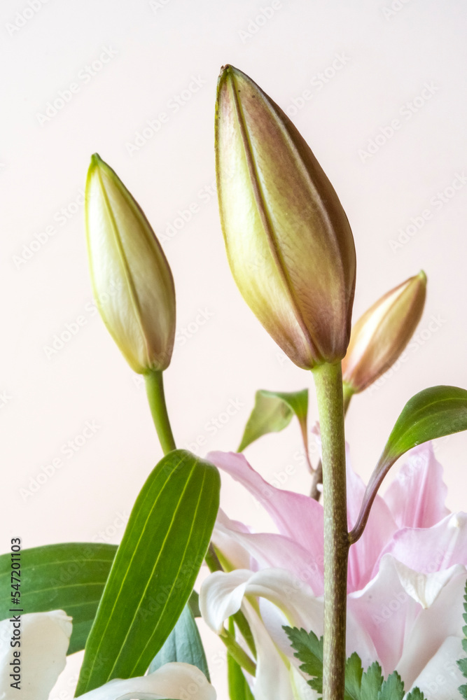 Fototapeta premium White flowers isolated on white background.