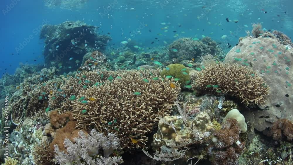 An array of small, tropical fish swim over a shallow, healthy reef near Komodo, Indonesia. This beautiful area is within the Coral Triangle, a region known for its extraordinary marine biodiversity. An array of small, tropical fish swim over a shallow, healthy reef near Komodo, Indonesia. This beautiful area is within the Coral Triangle, a region known for its extraordinary marine biodiversity.